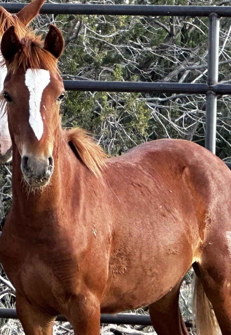 6 Month Old Sorrel Colt