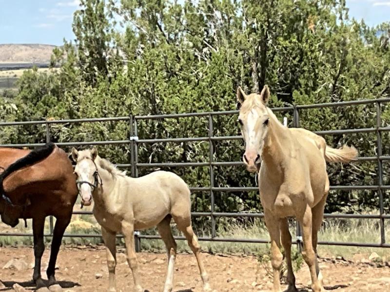 Palomino Mare and Filly